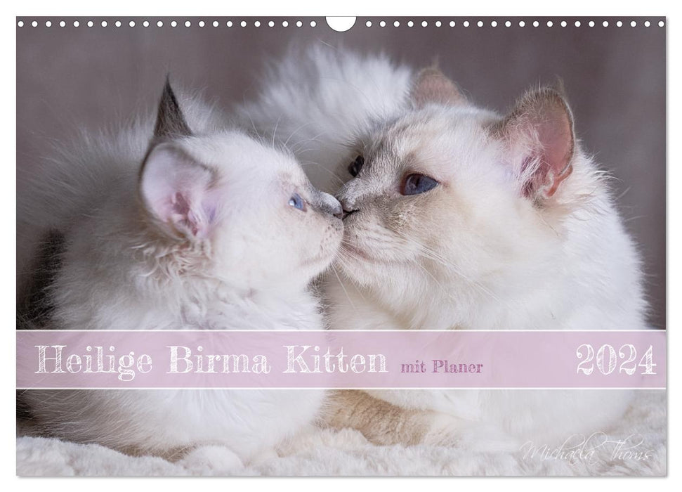 Heilige Birma Kitten mit Planer (CALVENDO Wandkalender 2024)