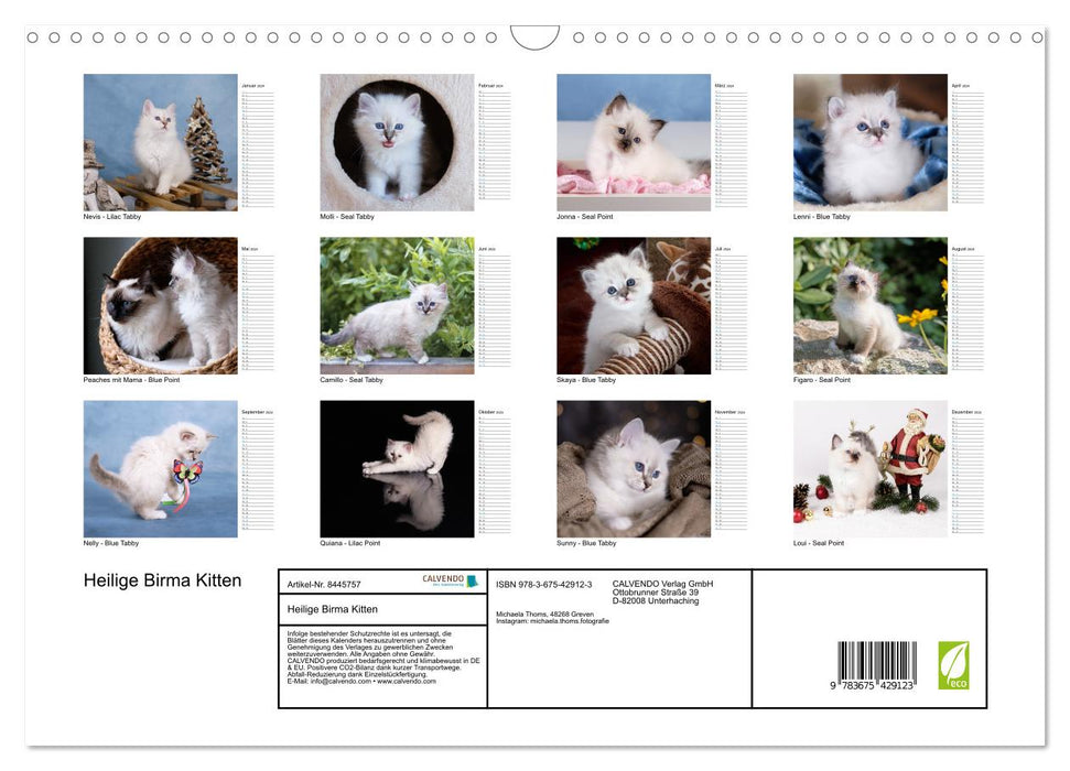 Heilige Birma Kitten mit Planer (CALVENDO Wandkalender 2024)