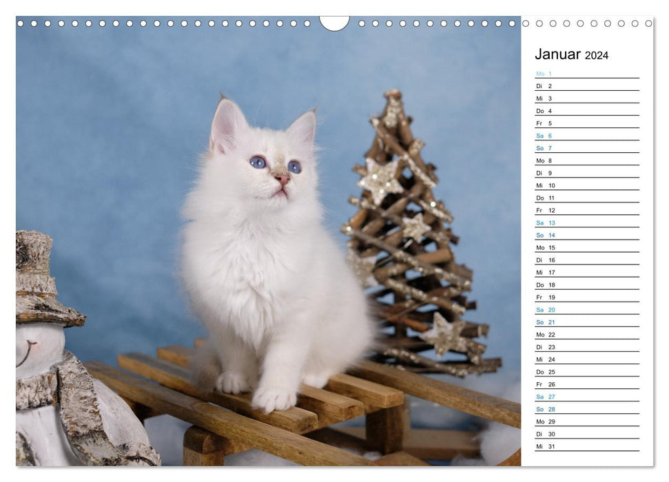 Heilige Birma Kitten mit Planer (CALVENDO Wandkalender 2024)