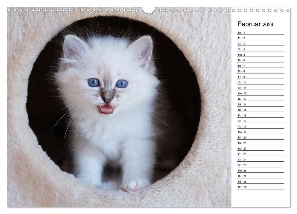 Heilige Birma Kitten mit Planer (CALVENDO Wandkalender 2024)