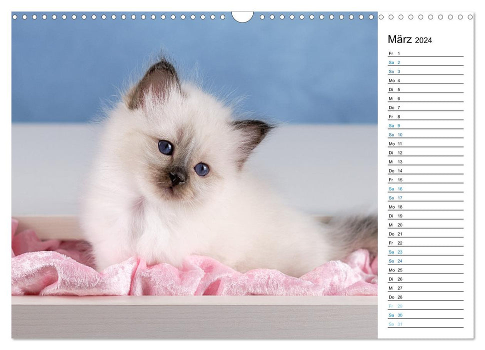 Heilige Birma Kitten mit Planer (CALVENDO Wandkalender 2024)