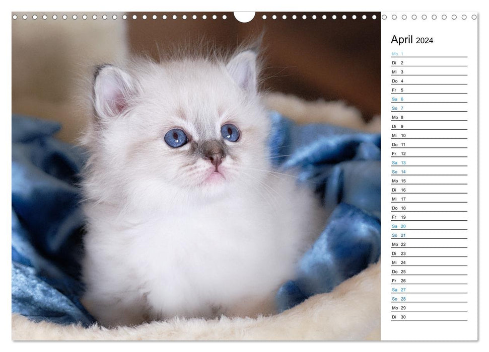 Heilige Birma Kitten mit Planer (CALVENDO Wandkalender 2024)