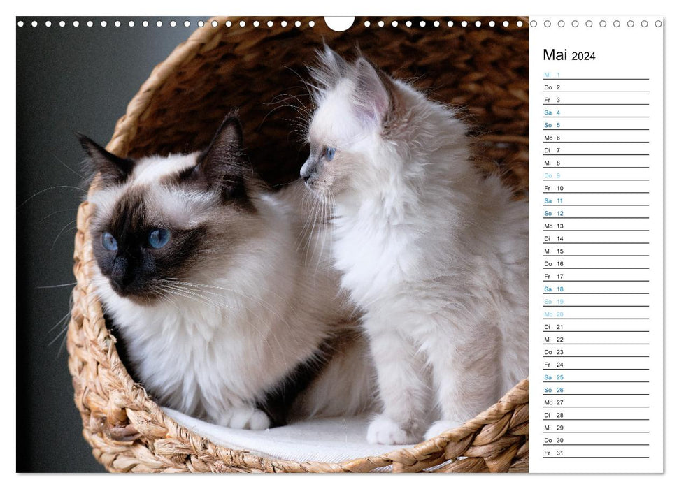 Heilige Birma Kitten mit Planer (CALVENDO Wandkalender 2024)