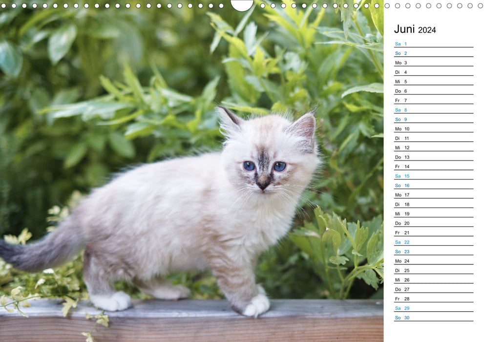 Sacred Birman Kittens with Planner (CALVENDO Wall Calendar 2024) 