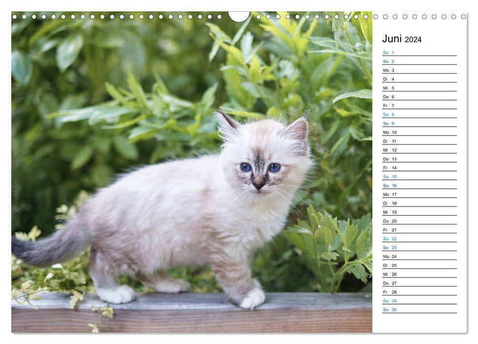 Heilige Birma Kitten mit Planer (CALVENDO Wandkalender 2024)