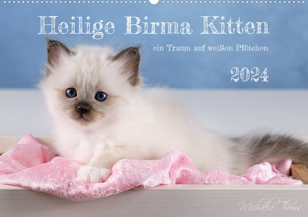 Heilige Birma Kitten - ein Traum auf weißen Pfötchen (CALVENDO Wandkalender 2024)