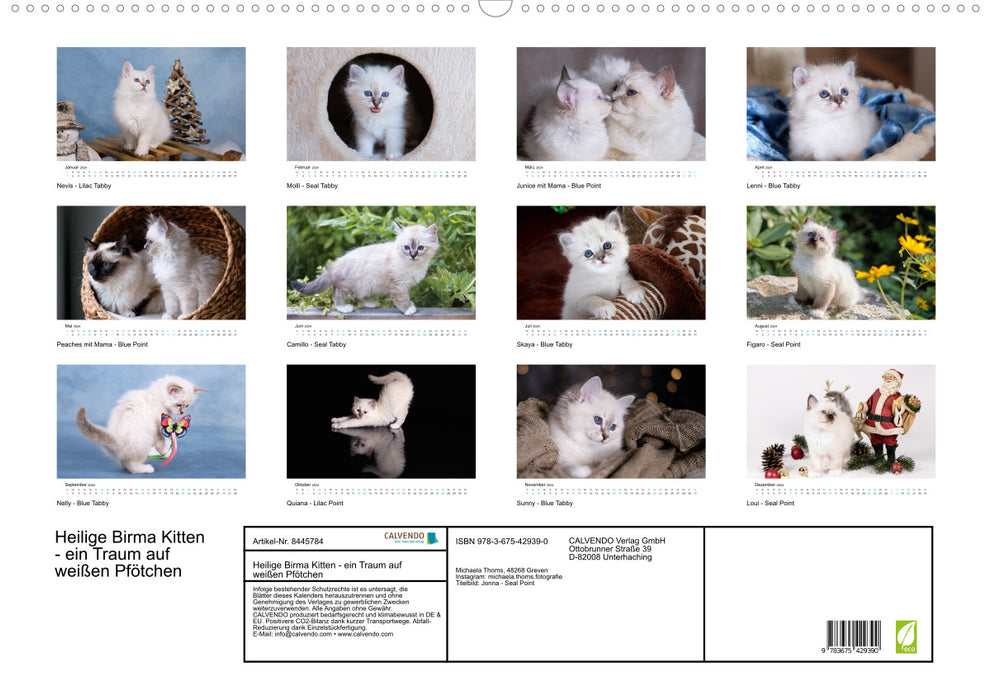 Sacred Birman Kittens - a dream on white paws (CALVENDO wall calendar 2024) 