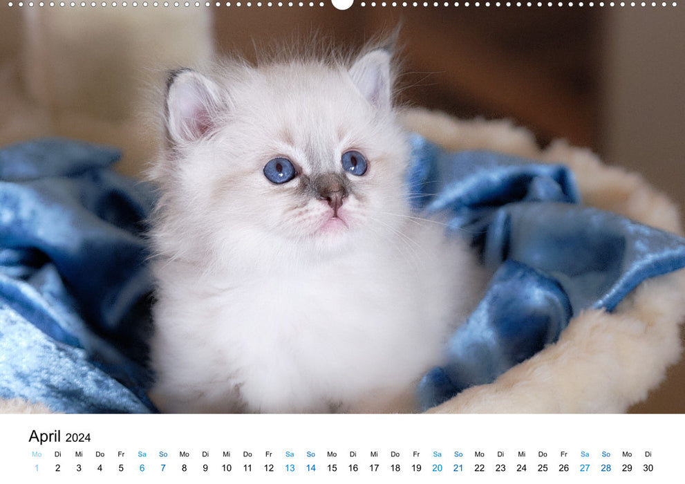Sacred Birman Kittens - a dream on white paws (CALVENDO wall calendar 2024) 