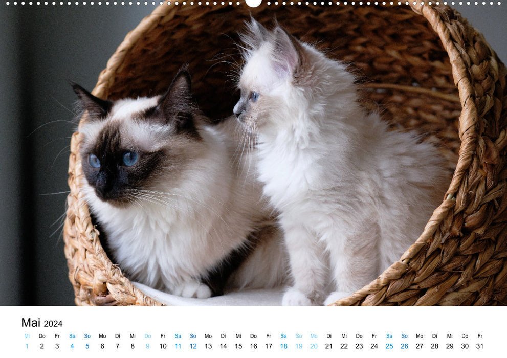 Heilige Birma Kitten - ein Traum auf weißen Pfötchen (CALVENDO Wandkalender 2024)