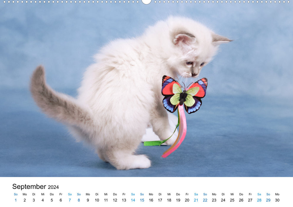 Sacred Birman Kittens - a dream on white paws (CALVENDO wall calendar 2024) 