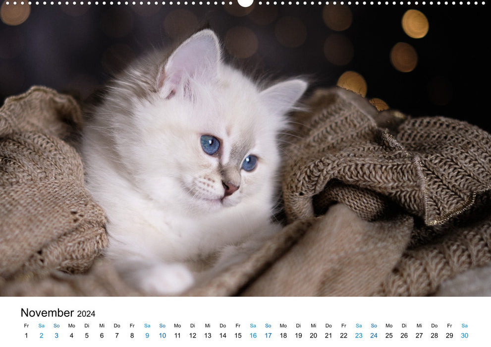 Heilige Birma Kitten - ein Traum auf weißen Pfötchen (CALVENDO Premium Wandkalender 2024)