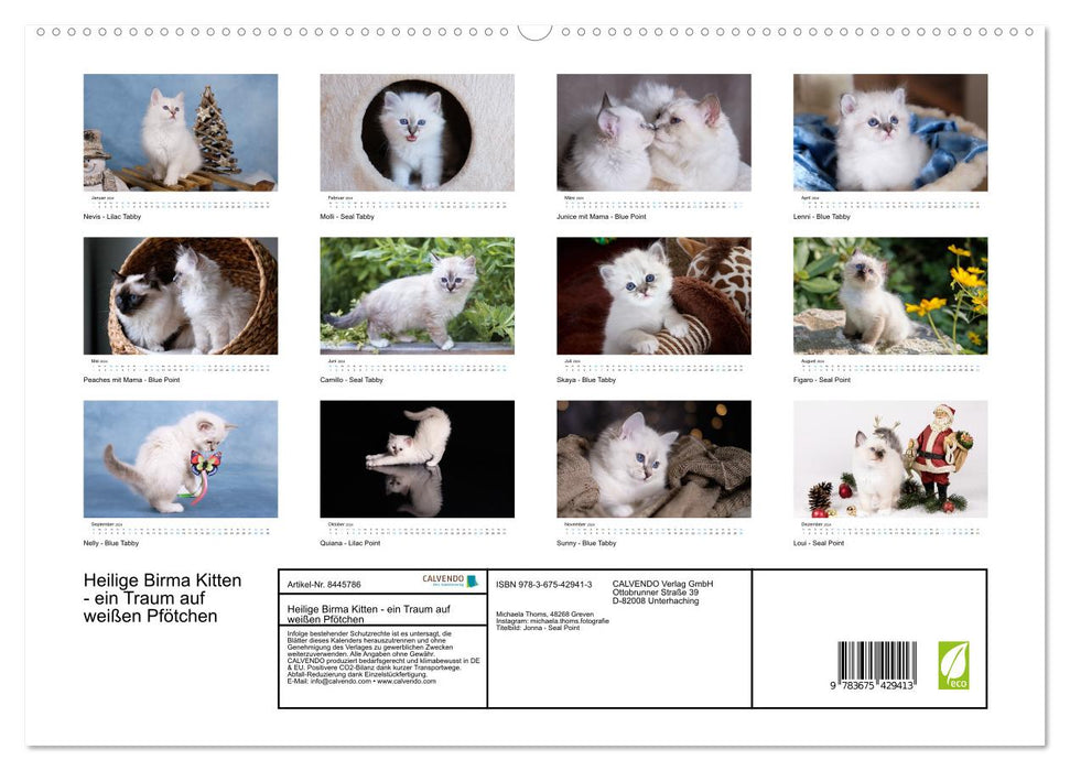 Holy Birman Kitten - a dream on white paws (CALVENDO Premium Wall Calendar 2024) 