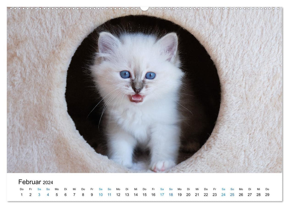 Holy Birman Kitten - a dream on white paws (CALVENDO Premium Wall Calendar 2024) 