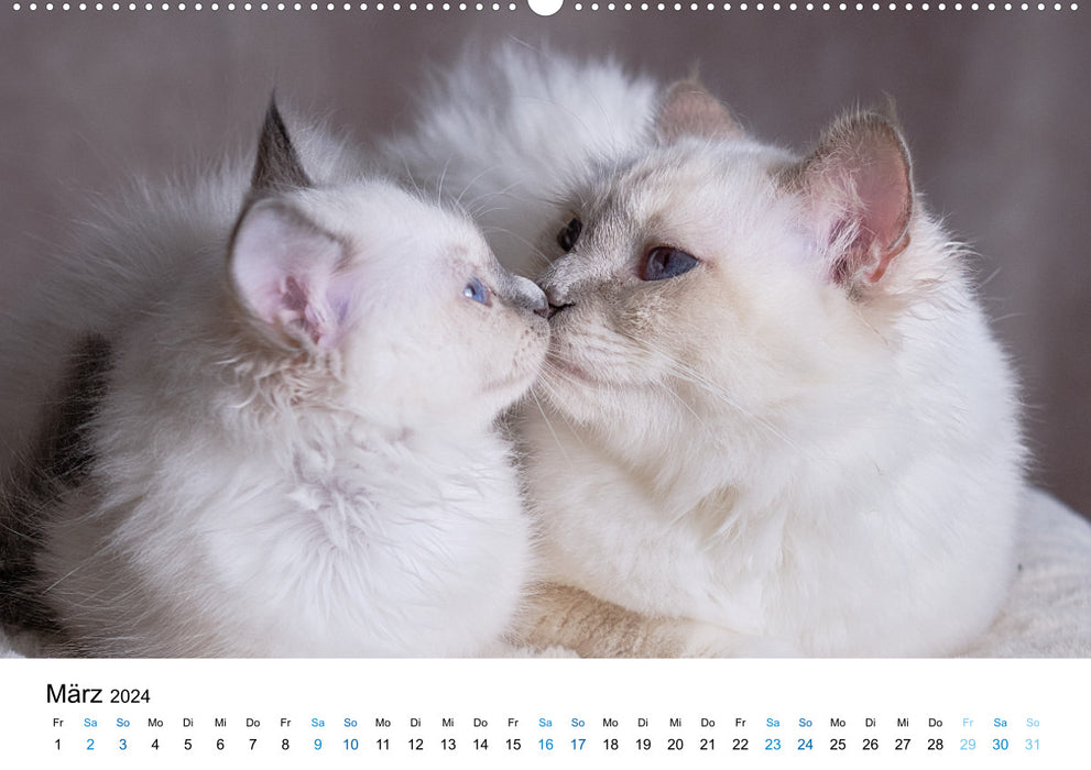 Heilige Birma Kitten - ein Traum auf weißen Pfötchen (CALVENDO Premium Wandkalender 2024)