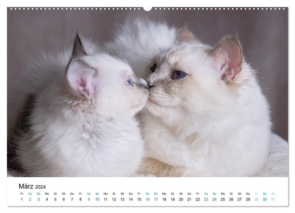 Holy Birman Kitten - a dream on white paws (CALVENDO Premium Wall Calendar 2024) 