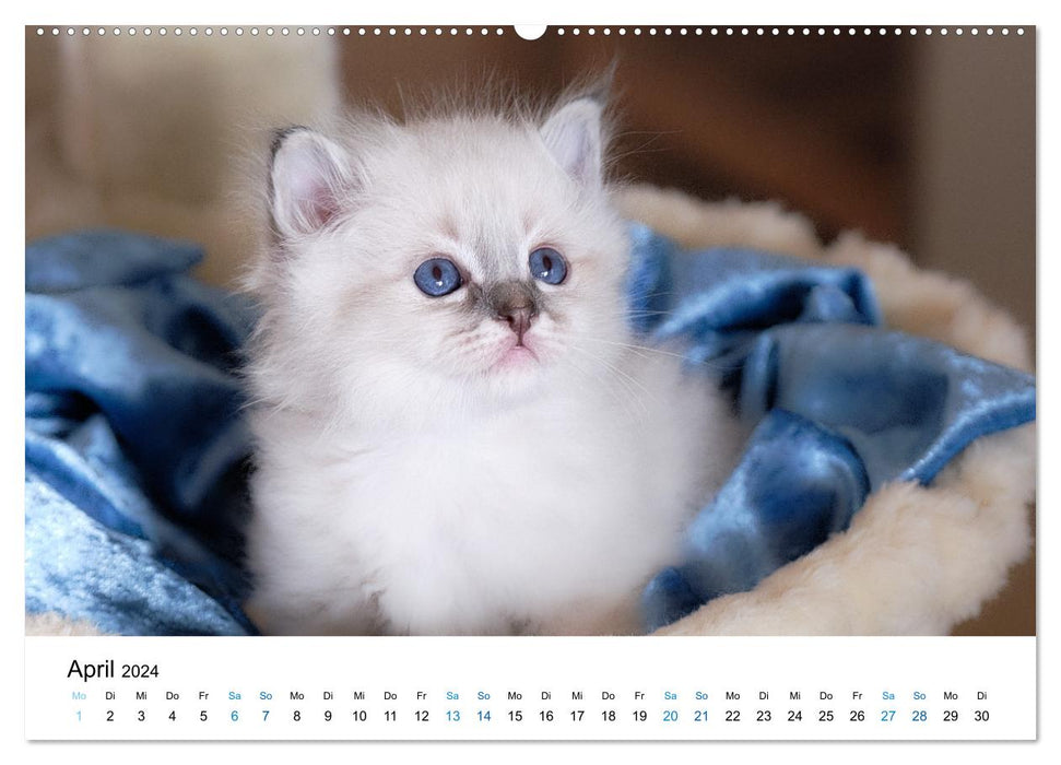 Holy Birman Kitten - a dream on white paws (CALVENDO Premium Wall Calendar 2024) 