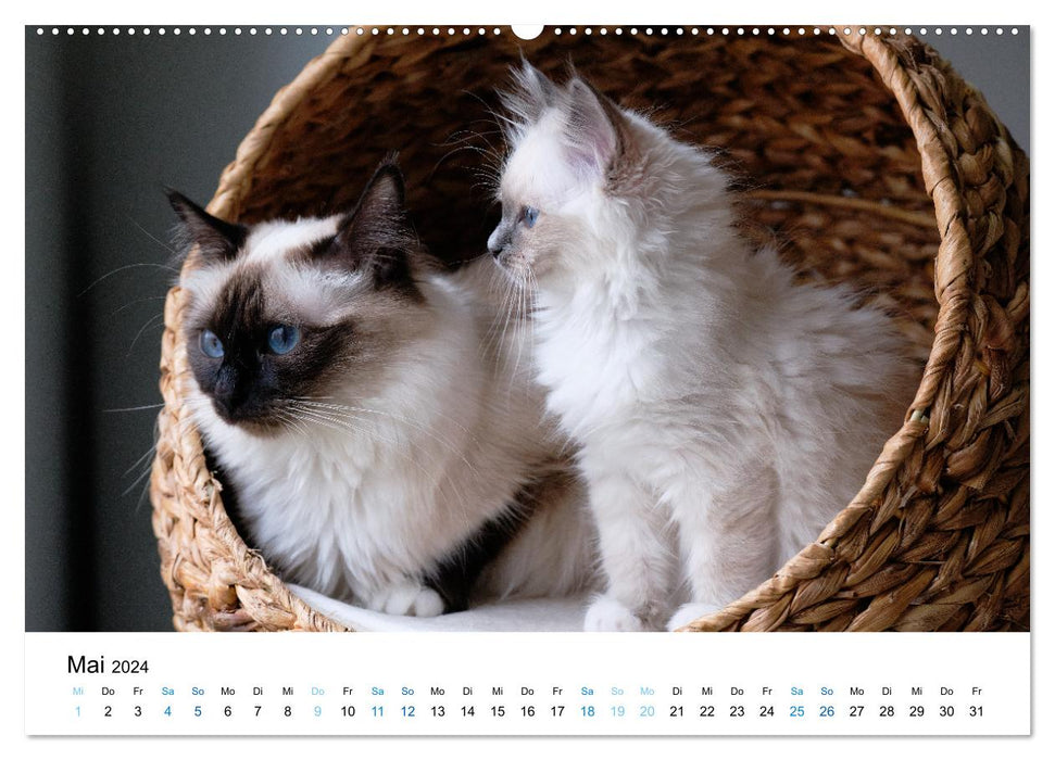 Holy Birman Kitten - a dream on white paws (CALVENDO Premium Wall Calendar 2024) 