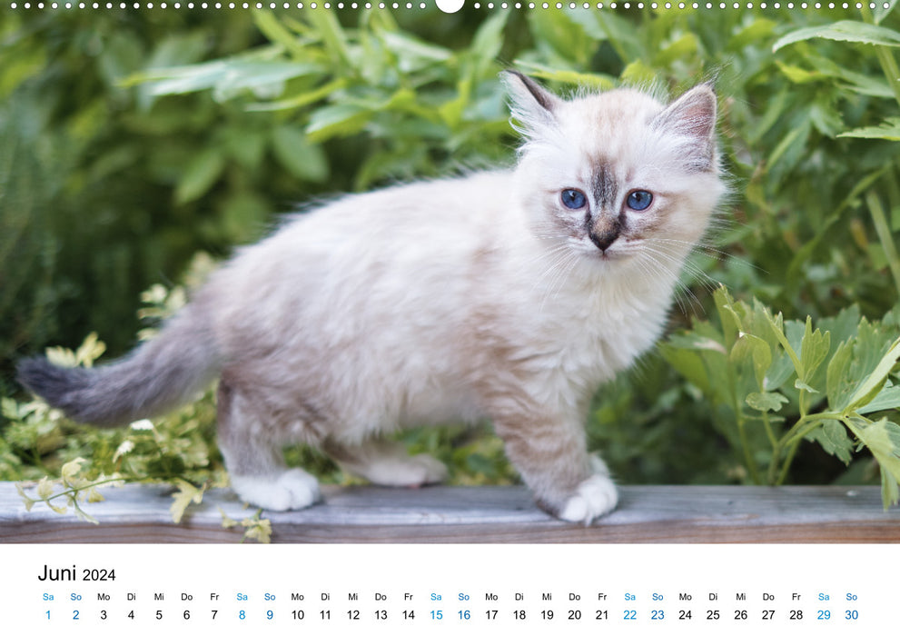 Holy Birman Kitten - un rêve sur pattes blanches (Calvendo Premium Wall Calendar 2024) 
