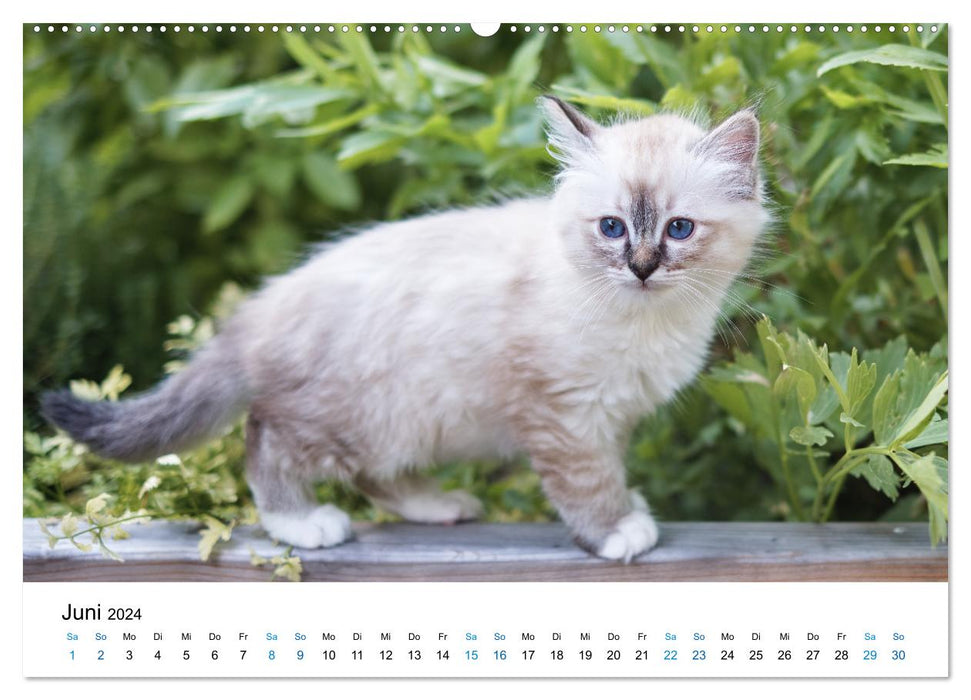 Holy Birman Kitten - a dream on white paws (CALVENDO Premium Wall Calendar 2024) 