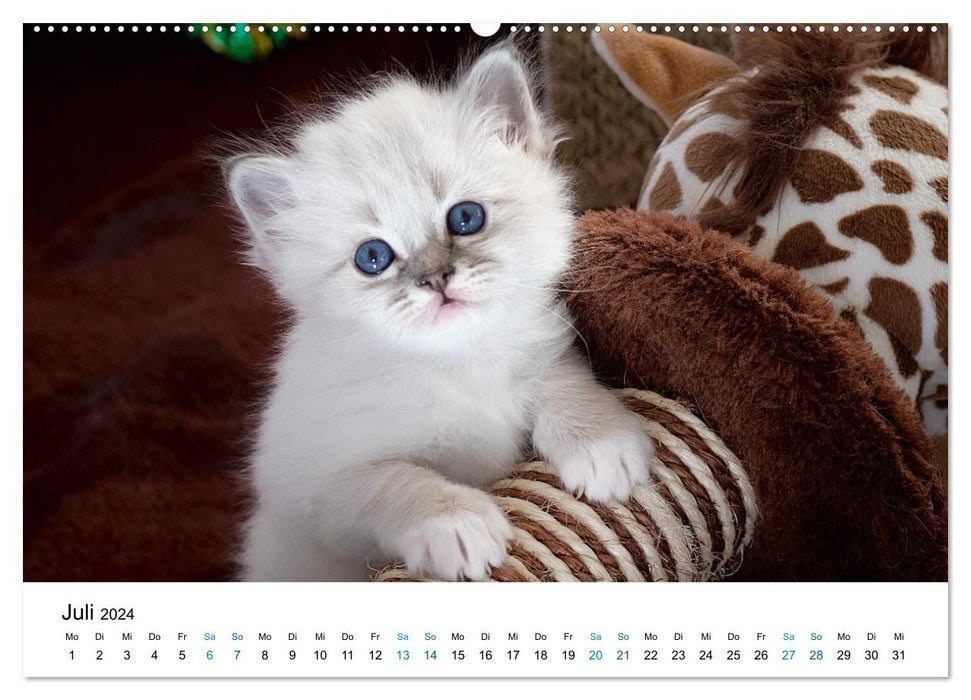 Holy Birman Kitten - a dream on white paws (CALVENDO Premium Wall Calendar 2024) 