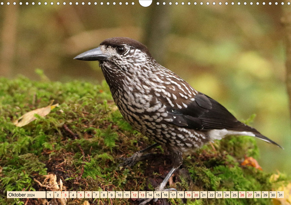 Local birds - in the forest, in the garden and on the meadow (CALVENDO wall calendar 2024) 