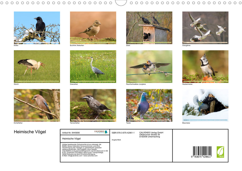 Oiseaux locaux - dans la forêt, dans le jardin et dans la prairie (calendrier mural CALVENDO 2024) 