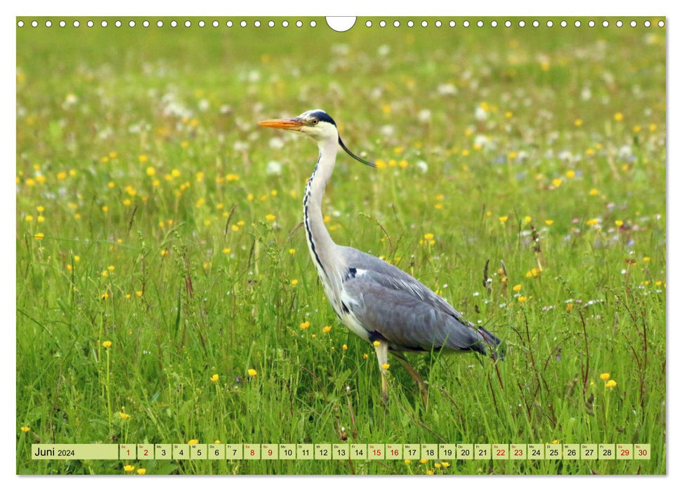 Heimische Vögel - Im Wald, im Garten und auf der Wiese (CALVENDO Wandkalender 2024)