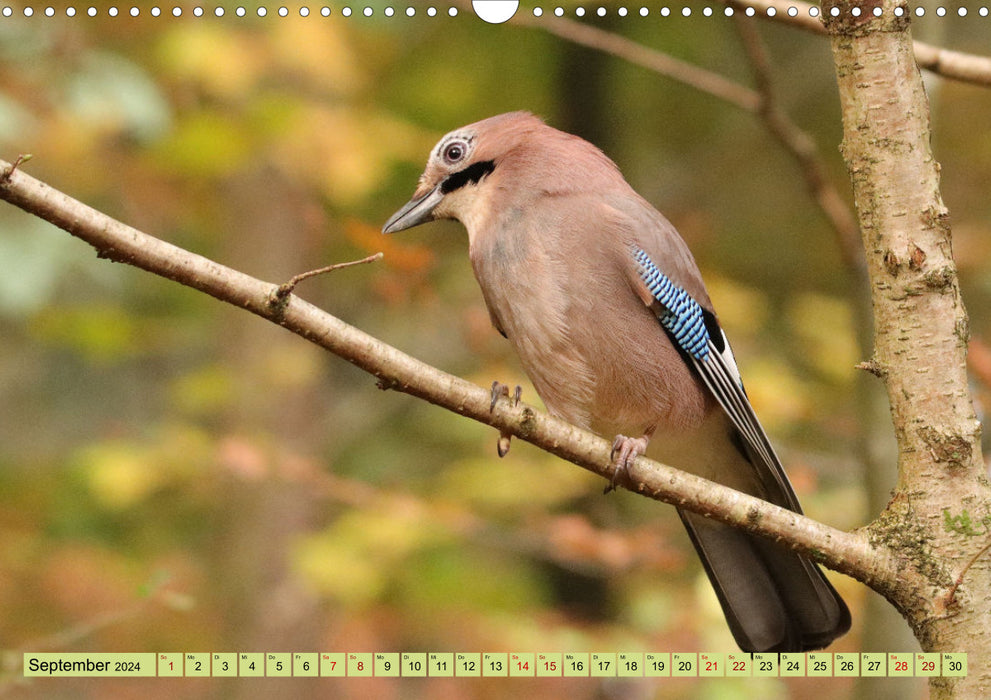 Heimische Vögel - Im Wald, im Garten und auf der Wiese (CALVENDO Wandkalender 2024)