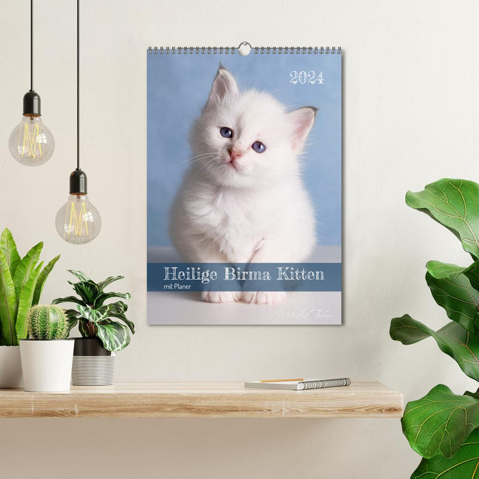 Heilige Birma Kittenkalender mit Planer (CALVENDO Wandkalender 2024)