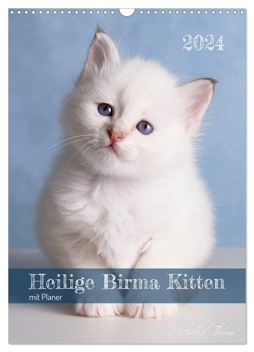 Heilige Birma Kittenkalender mit Planer (CALVENDO Wandkalender 2024)