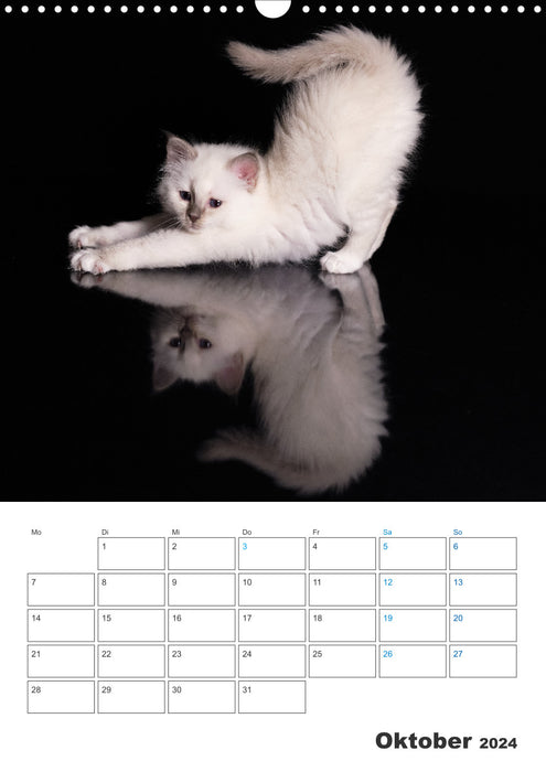 Sacred Birman Kitten Calendar with Planner (CALVENDO Wall Calendar 2024) 