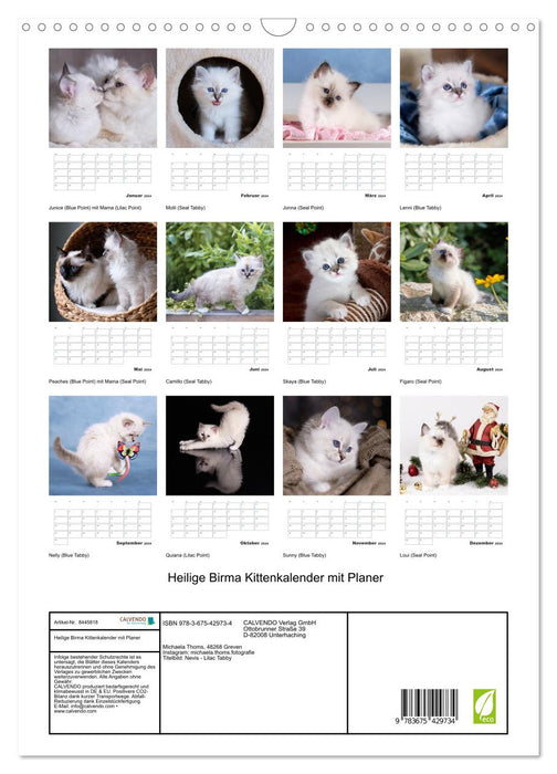 Heilige Birma Kittenkalender mit Planer (CALVENDO Wandkalender 2024)