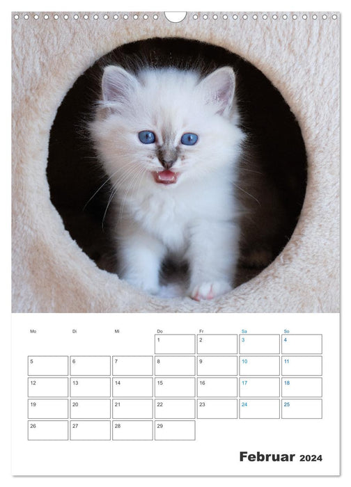 Heilige Birma Kittenkalender mit Planer (CALVENDO Wandkalender 2024)