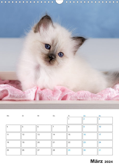 Sacred Birman Kitten Calendar with Planner (CALVENDO Wall Calendar 2024) 