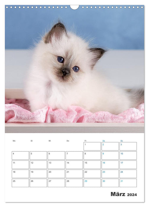 Heilige Birma Kittenkalender mit Planer (CALVENDO Wandkalender 2024)