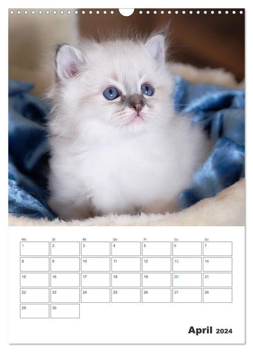 Heilige Birma Kittenkalender mit Planer (CALVENDO Wandkalender 2024)