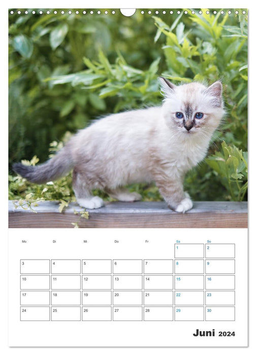 Heilige Birma Kittenkalender mit Planer (CALVENDO Wandkalender 2024)