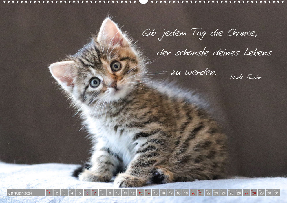 Cat children - magical creatures (CALVENDO wall calendar 2024) 