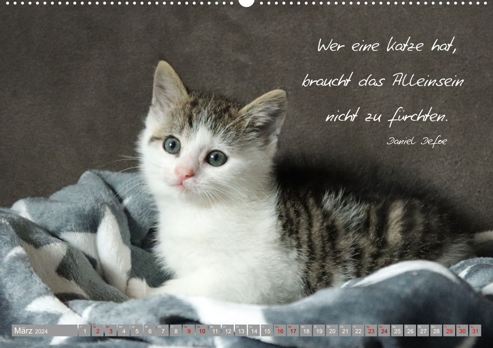 Katzenkinder - zauberhafte Wesen (CALVENDO Wandkalender 2024)