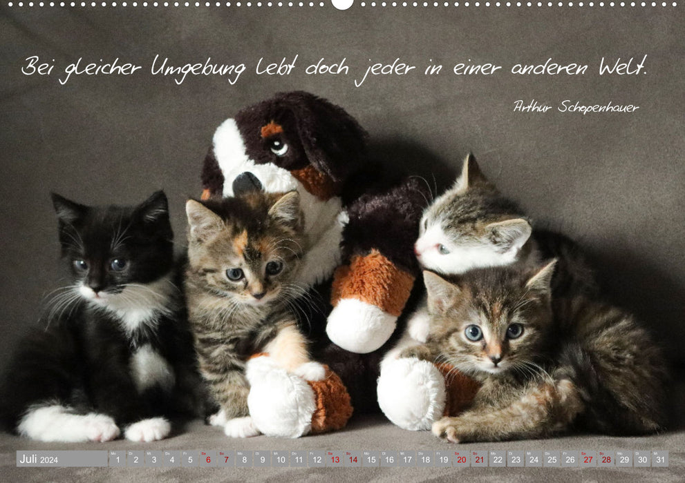 Cat children - magical creatures (CALVENDO wall calendar 2024) 