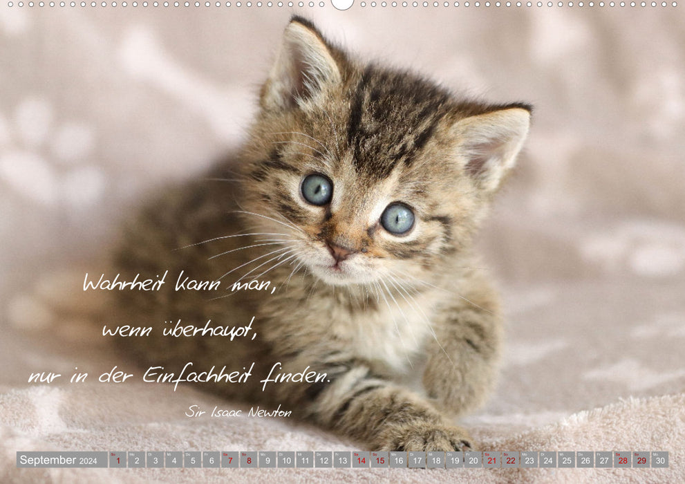 Katzenkinder - zauberhafte Wesen (CALVENDO Wandkalender 2024)