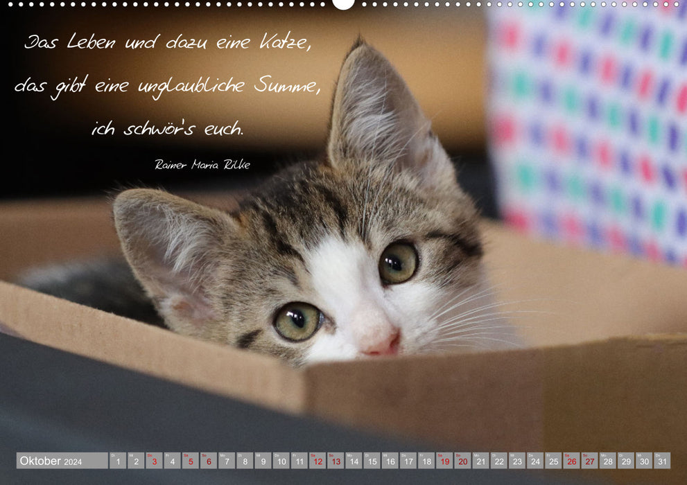 Cat children - magical creatures (CALVENDO Premium Wall Calendar 2024) 