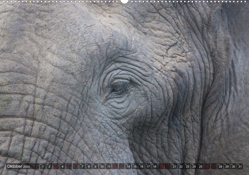 Parc des éléphants de Tembe. Un paradis - pas seulement pour les éléphants (calendrier mural CALVENDO 2024) 