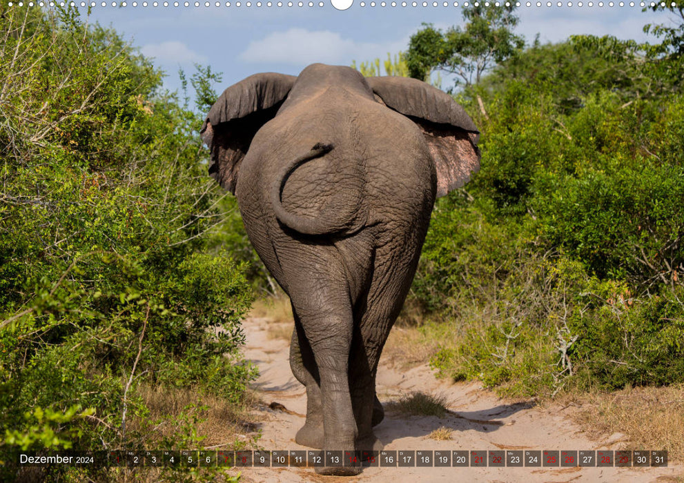 Tembe Elephant Park. A paradise - not just for elephants (CALVENDO wall calendar 2024) 