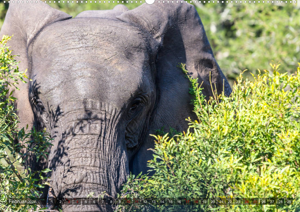 Tembe Elephant Park. A paradise - not just for elephants (CALVENDO Premium Wall Calendar 2024) 