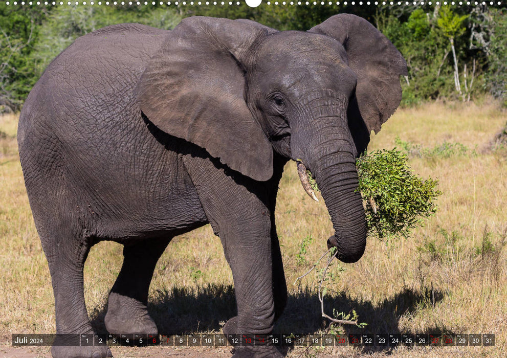 Tembe Elephant Park. A paradise - not just for elephants (CALVENDO Premium Wall Calendar 2024) 