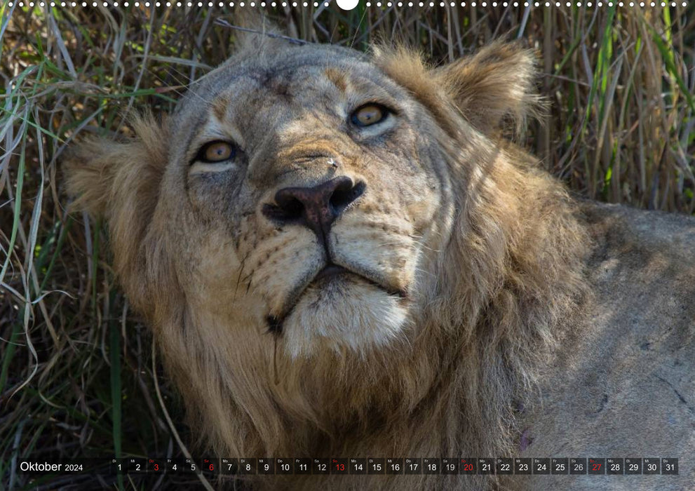 blick kontakt mit tieren im östlichen und südlichen afrika (CALVENDO Wandkalender 2024)