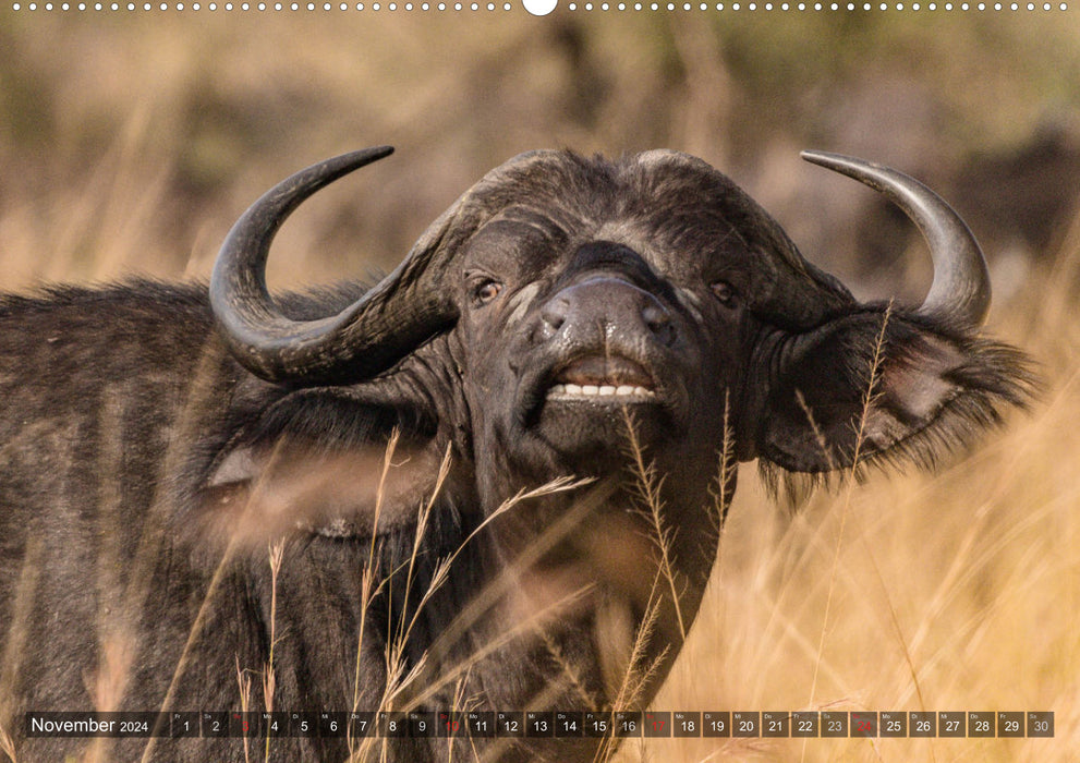 view contact with animals in eastern and southern Africa (CALVENDO wall calendar 2024) 