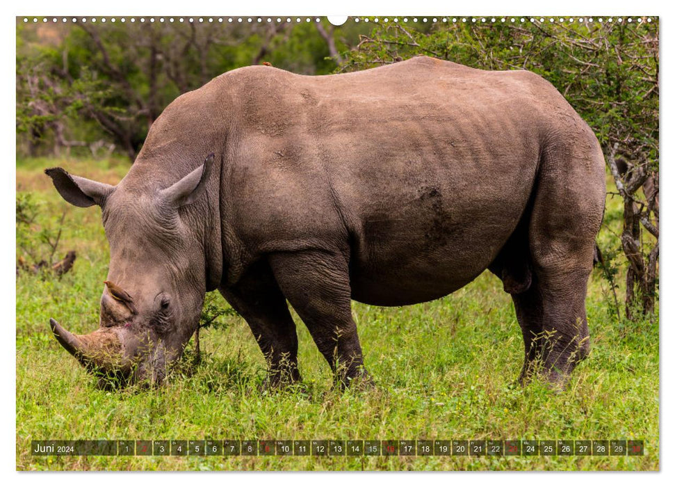 blick kontakt mit tieren im östlichen und südlichen afrika (CALVENDO Wandkalender 2024)