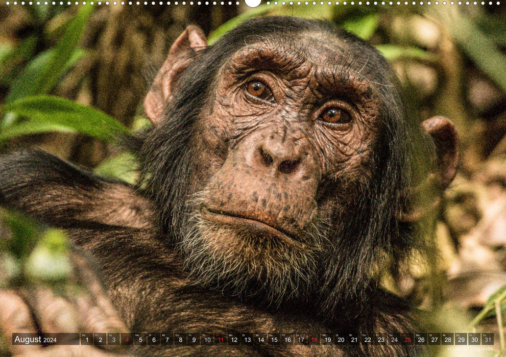 voir les contacts avec les animaux en Afrique orientale et australe (calendrier mural CALVENDO 2024) 